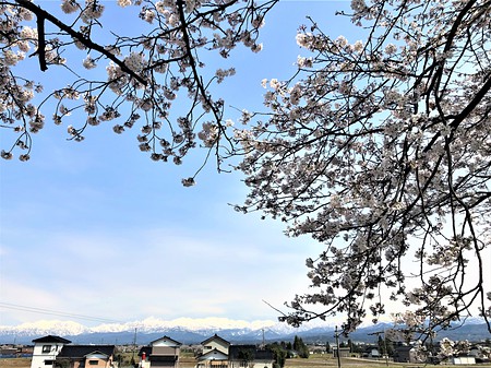 富山　八尾　桜の風景　神通川　新築　注文住宅