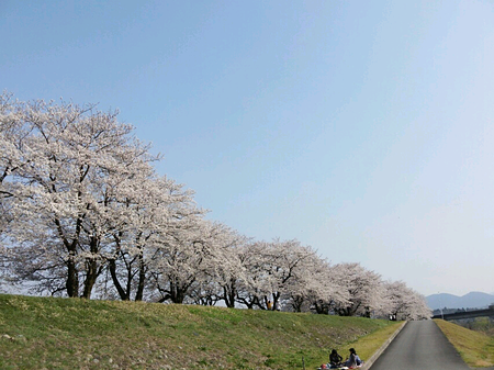 八尾　意外と住みやすい土地　塩の千本桜　田舎住み