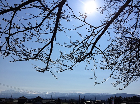 八尾町杉原地区　桜並木　立山眺望　田舎住み　二拠点居住