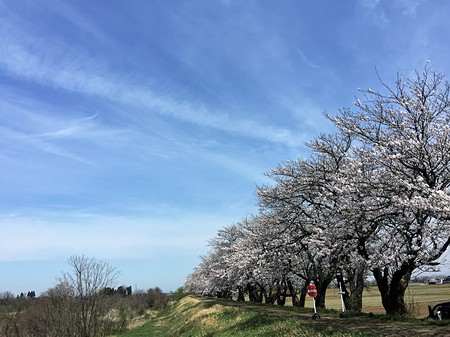 富山市八尾町　土地　桜並木　田舎暮らし　新築