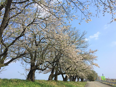 八尾　桜　土地